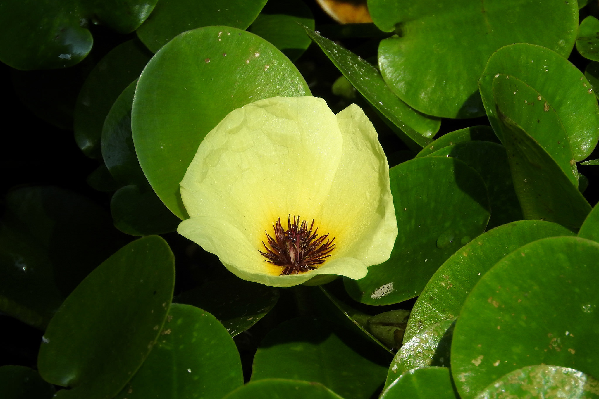 Hydrocleys nymphoides